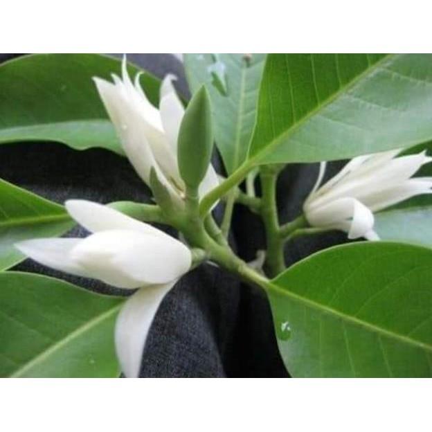 Sản phẩm CÂY HOA NGỌC LAN
