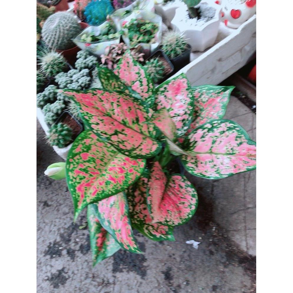 Chậu Cây Hoa Vạn Lộc Bán Chạy