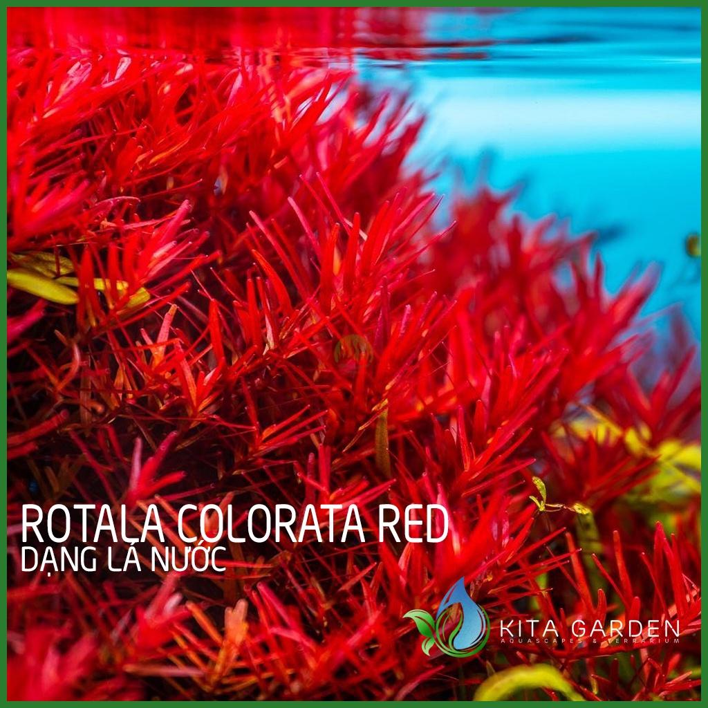 Cây thủy sinh vảy ốc siêu đỏ - Rotala Colorata Red - Dễ Trồng - Cây Dạng Cạn