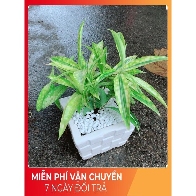 Chậu Cây Trúc Nữ Hoàng