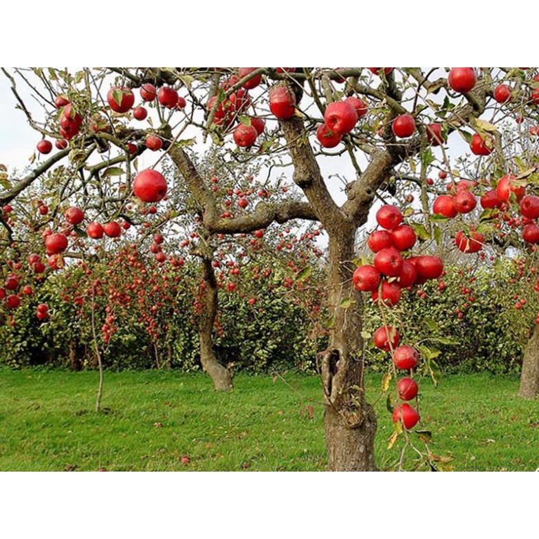 Cây táo nhập khẩu, Cây Táo Juliet, giống táo biểu tượng nước pháp