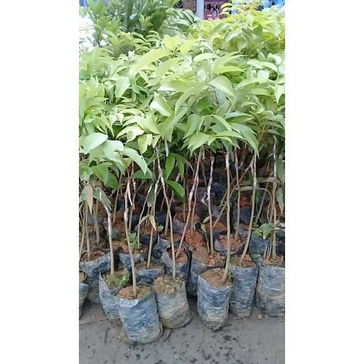 Cây giống VẢI THIỀU CHIẾT Cây giống chuẩn F1 gửi đi nguyên bầu