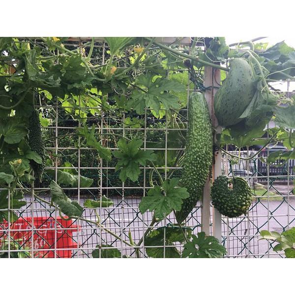 Lưới giàn dây leo Rosa có viền biên, đóng khoen -DPT