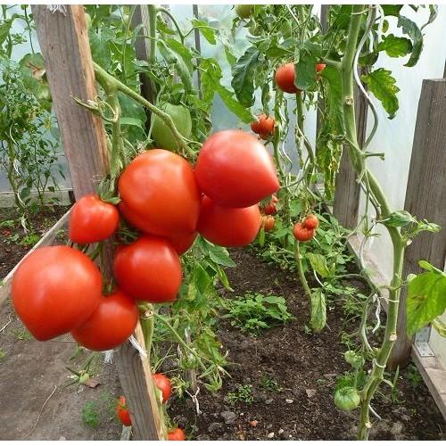 Hạt Giống Cà Chua Trái Tim Đỏ/Vàng - 0,2g