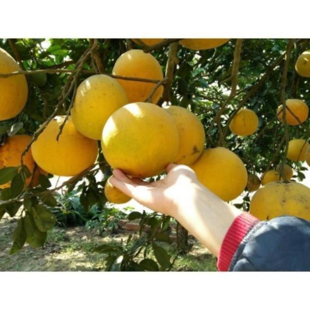 Cây bưởi diễn quả ngon ngọt