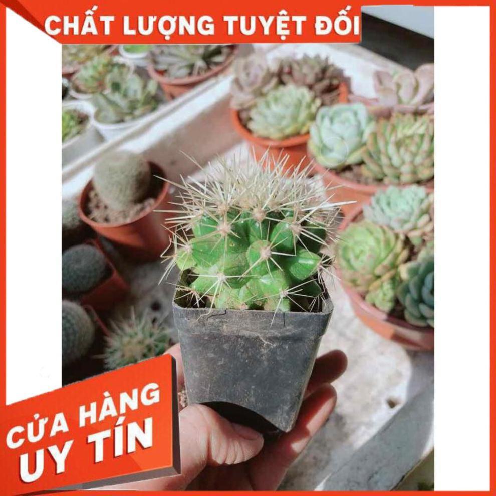 Xương rồng kim hổ Nhiều Người Mua