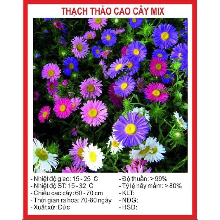 Hạt giống cúc thạch thảo lùn mix gói 50 hạt/gói