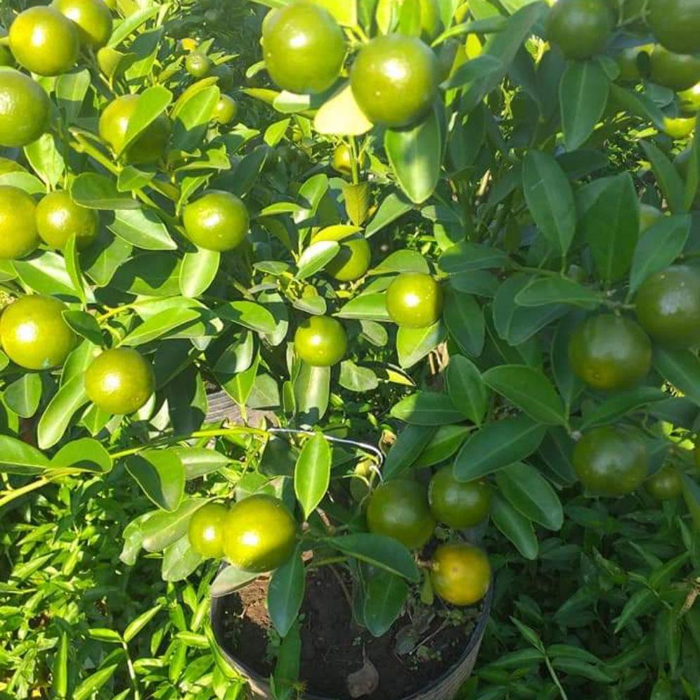 Cây giống quất chua thái, quả xanh