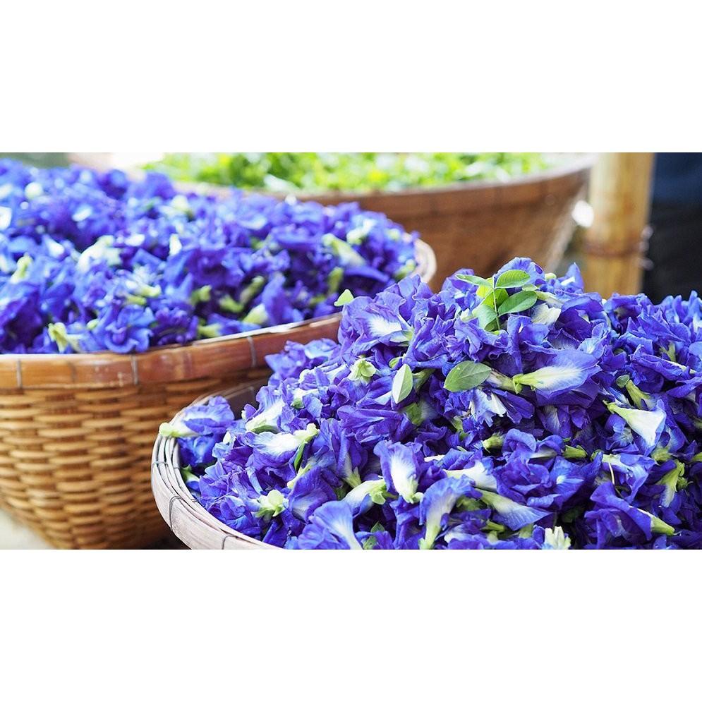Hạt Giống Hoa Đậu Biếc 20 Hạt Hoa Nhiều, Dễ Trồng