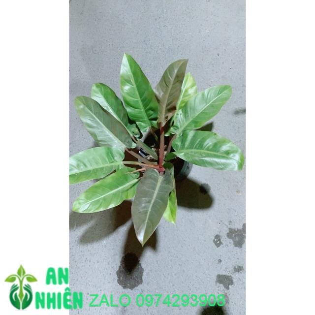 Trầu Bà Đế Vương Đỏ