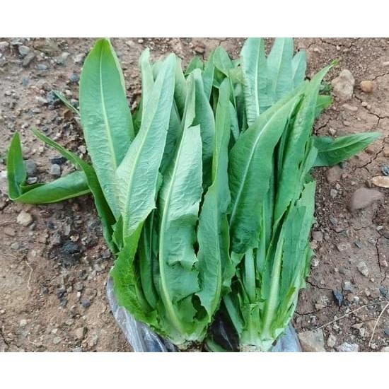 Hạt giống rau diếp thơm KNS305 - Gói 3gram