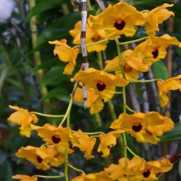 1 bảng HOÀNG THẢO LONG NHÃN hàng rừng thuần chậu siêu to, hoa siêu đẹp