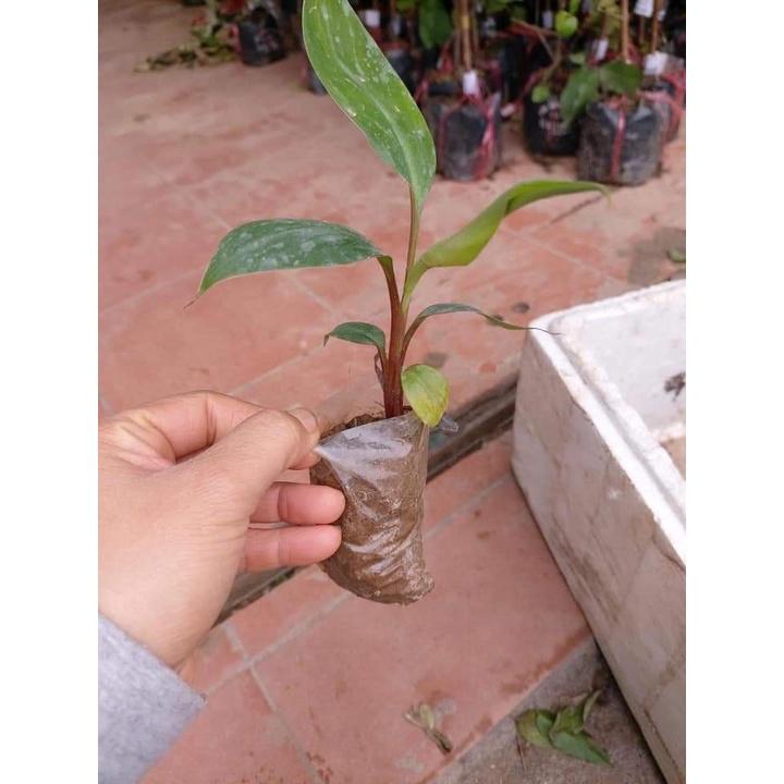 Cây giống chuối đỏ cấy mô siêu sớm