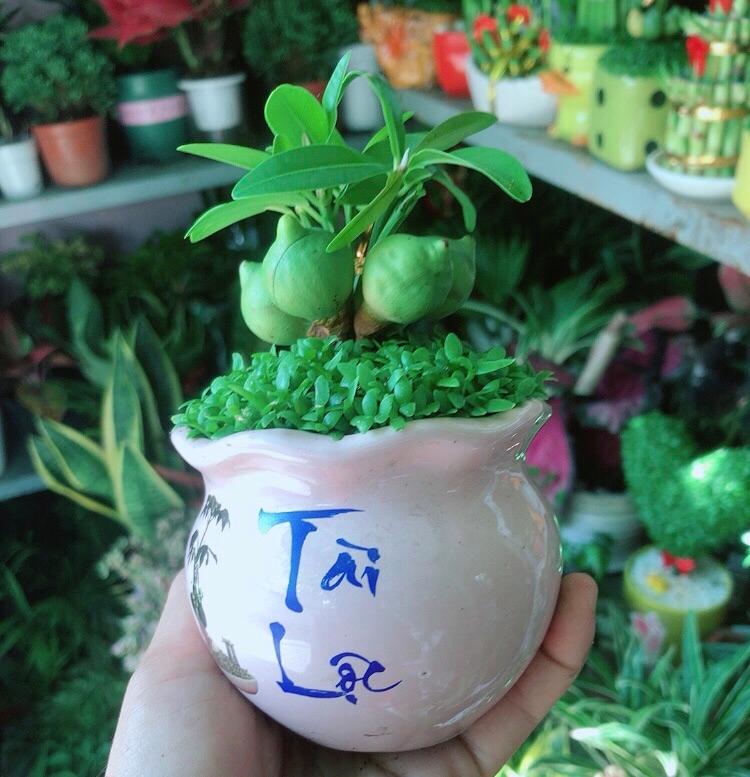Chậu Cây May Mắn Tài Lộc