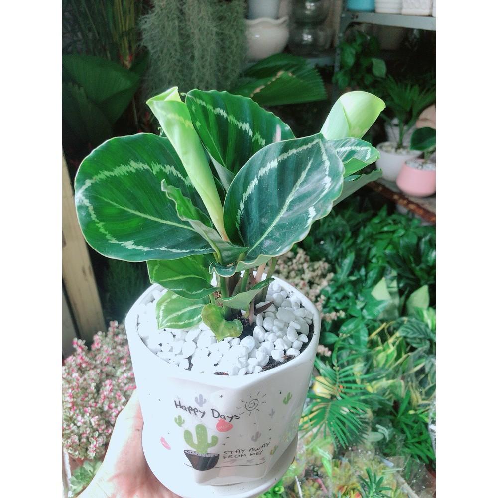 Chậu Đuôi Công Xanh