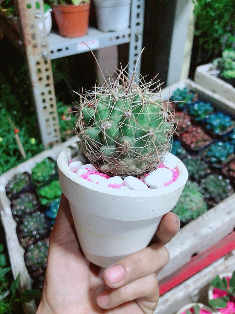 Chậu Xương Rồng Mini