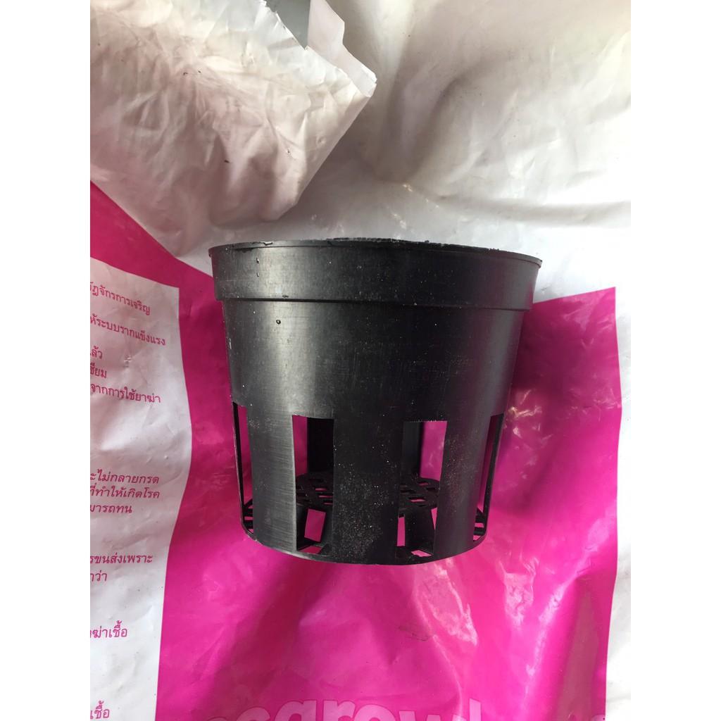 Combo 50 chậu đen 10 cm trồng cây con hoặc cây mô
