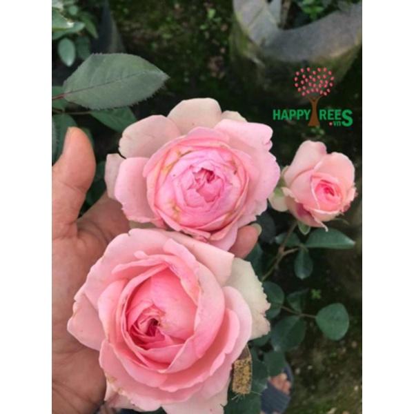 Hoa hồng M-Nostalgic Romance nguyên bản nhập ngoại