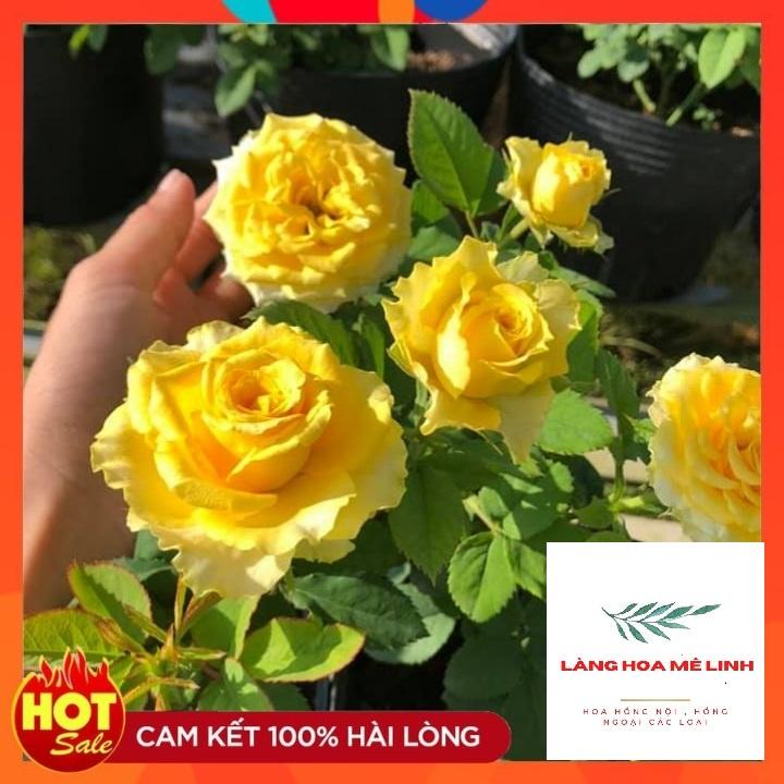 Hoa Hồng Thân Tree Shell ,MÀU VÀNG RỰC RỠ – Vẻ đẹp hấp dẫn.