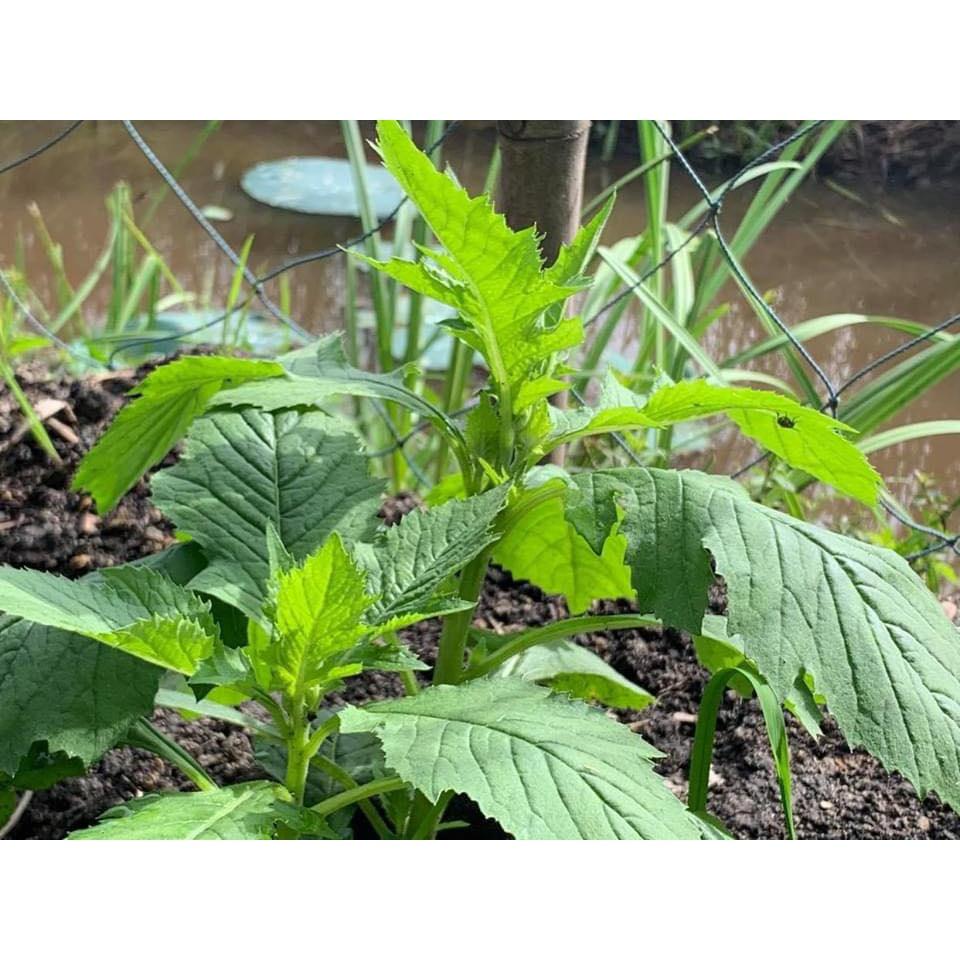 Hạt Giống Rau tàu bay KNS3705 - Gói 20 hạt