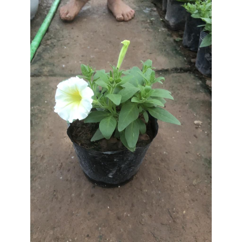 Cây hoa dạ yến thảo F2, chiều cao 15cm sức sống khỏe hoa cực bắt mắt dễ dàng chăm sóc thích hợp trang trí ban công