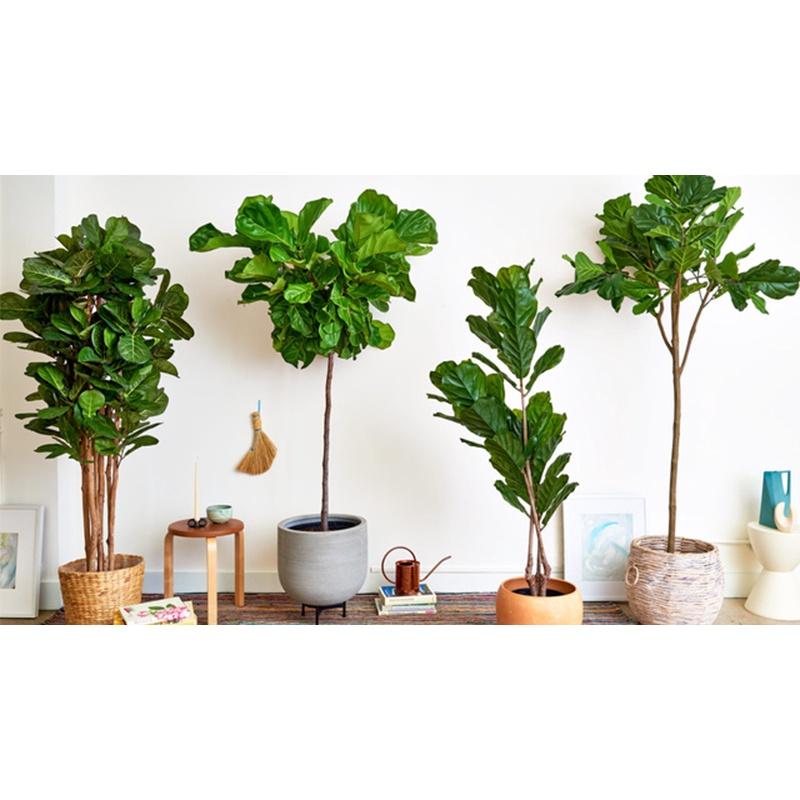 CÂY GIỐNG BÀNG SINGAPORE  *