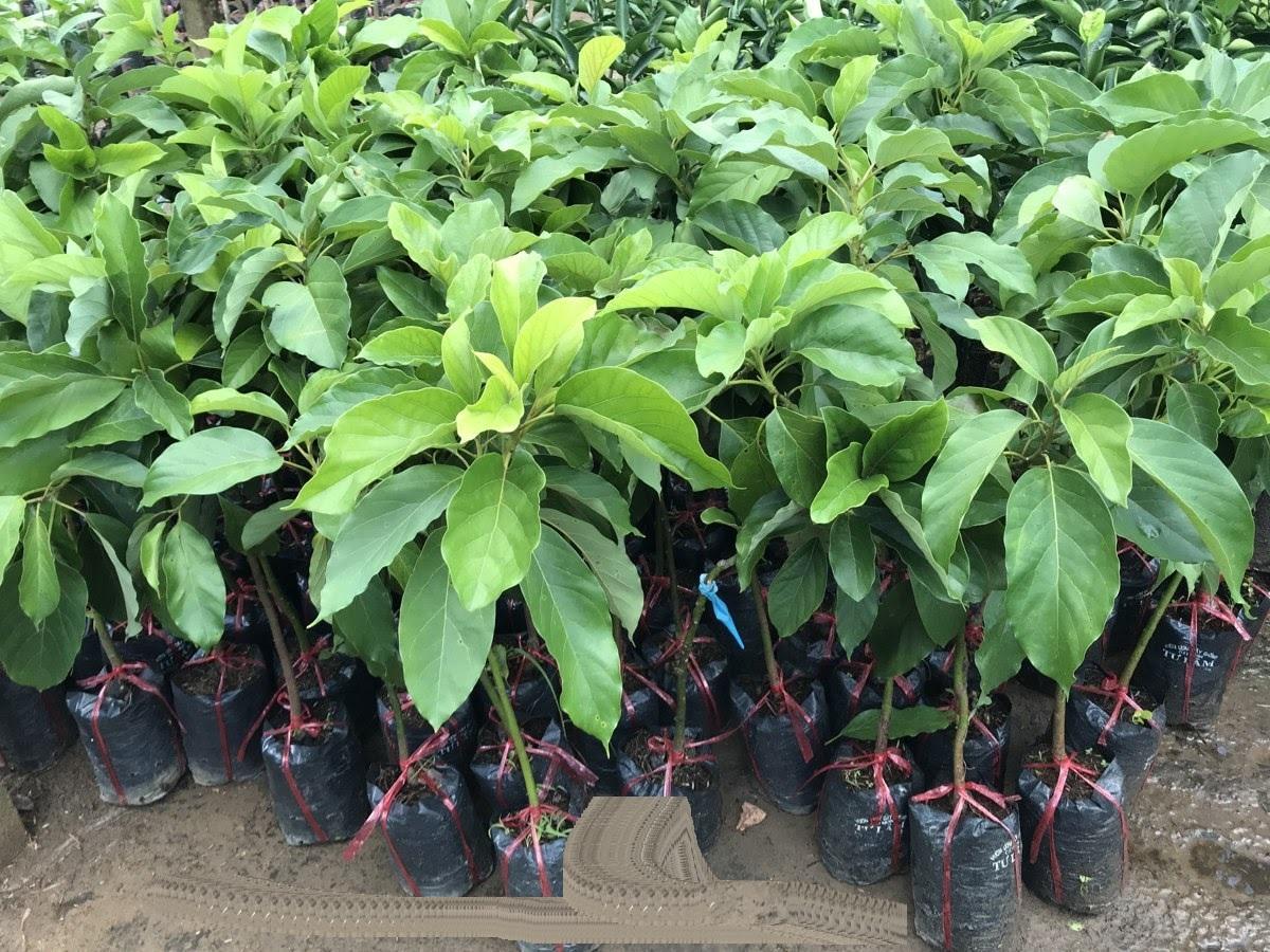 Cây giống BƠ 034 siêu quả