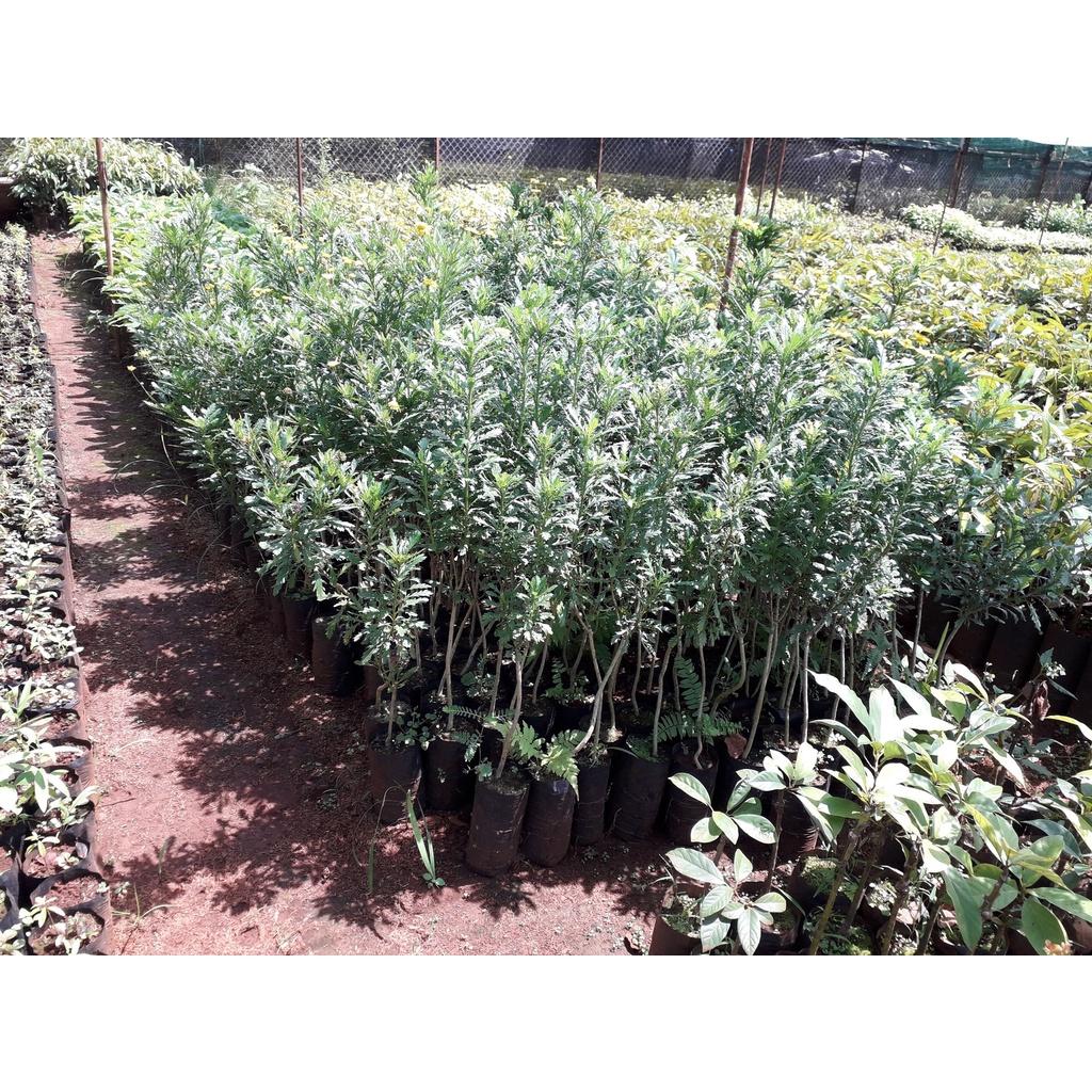 CÂY GIỐNG HOA CÚC THÂN Gỗ trưởng thành cao 1m hơn.