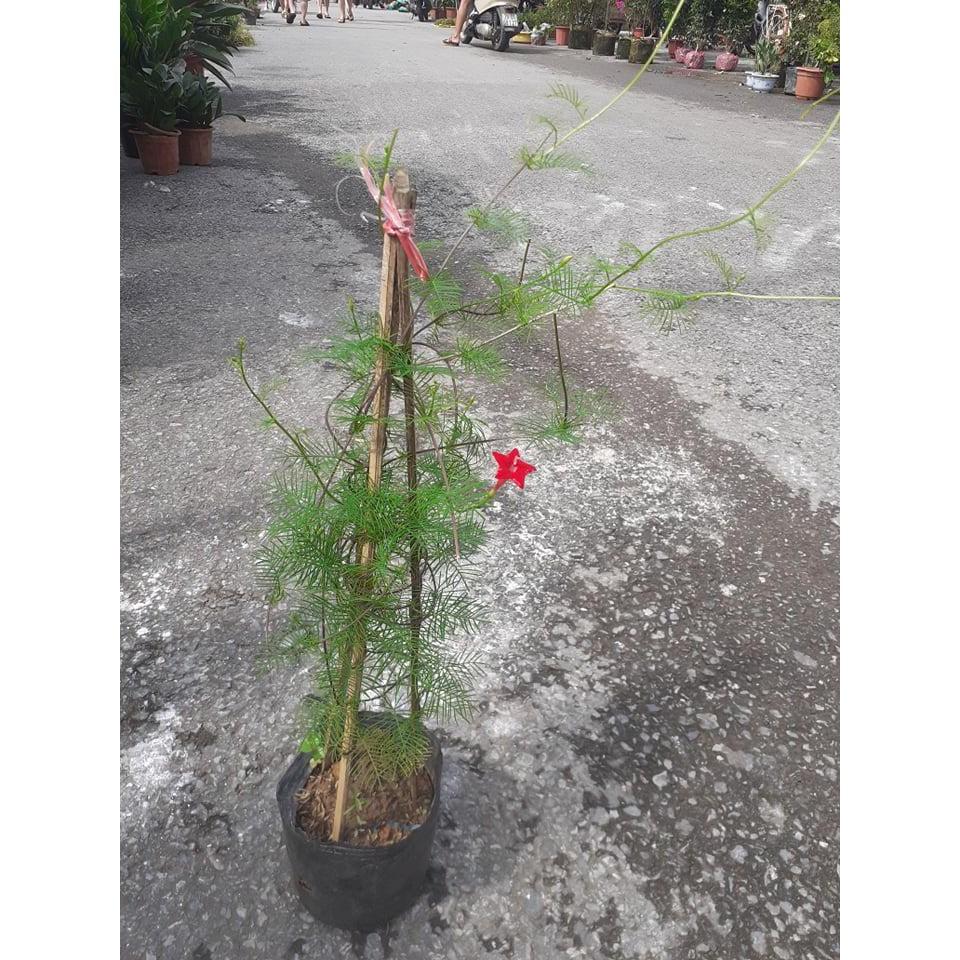 CHẬU HOA LEO TÓC TIÊN  SIÊU ĐẸP, HOA QUANH NĂM -