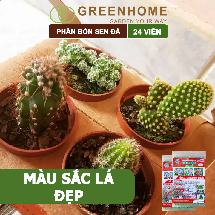 Phân bón sen đá Greenhome, dùng cho xương rồng, cây mọng nước, kích rễ, lên màu chuẩn