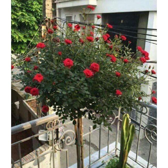 Hạt giống hoa hồng thân gỗ nhiều màu - gói 20 hạt