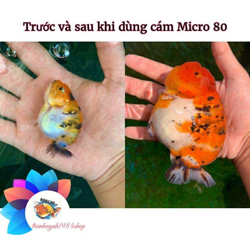 Cám Micro 80 cho cá Vàng, Guppy, Betta| Túi 0.5Kg