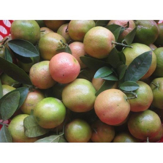 Combo 5 Cây giống chanh đào