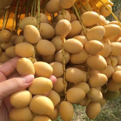 Hạt giống cây ăn trái chà là f1-gói 5 hạt-tặng kèm gói kích mầm