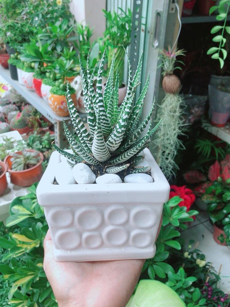 Chậu Cây Xương Rồng May Mắn