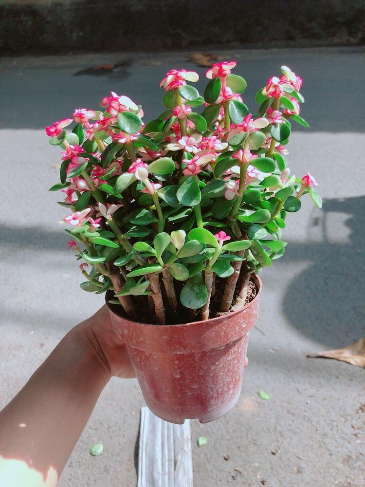 Chậu Cây Cành Vàng Lá Ngọc