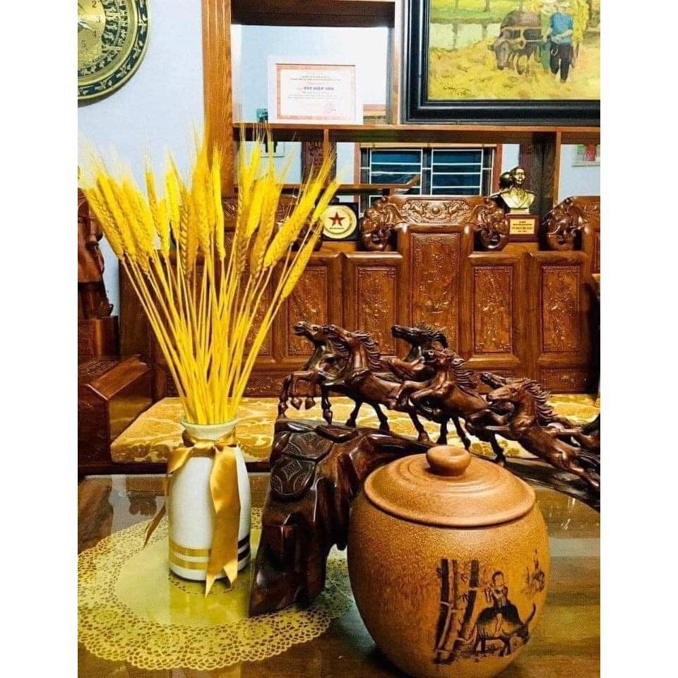 Bó 100 Bông Lúa Mạch Khô Decor Trang Trí