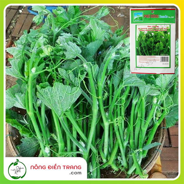 Hạt giống bí ăn ngọn siêu đọt - siêu ngọn Phú Nông - Gói 10g - Dễ trồng, sinh trưởng mạnh, kháng bệnh tốt VTNN Nông Điền Trang