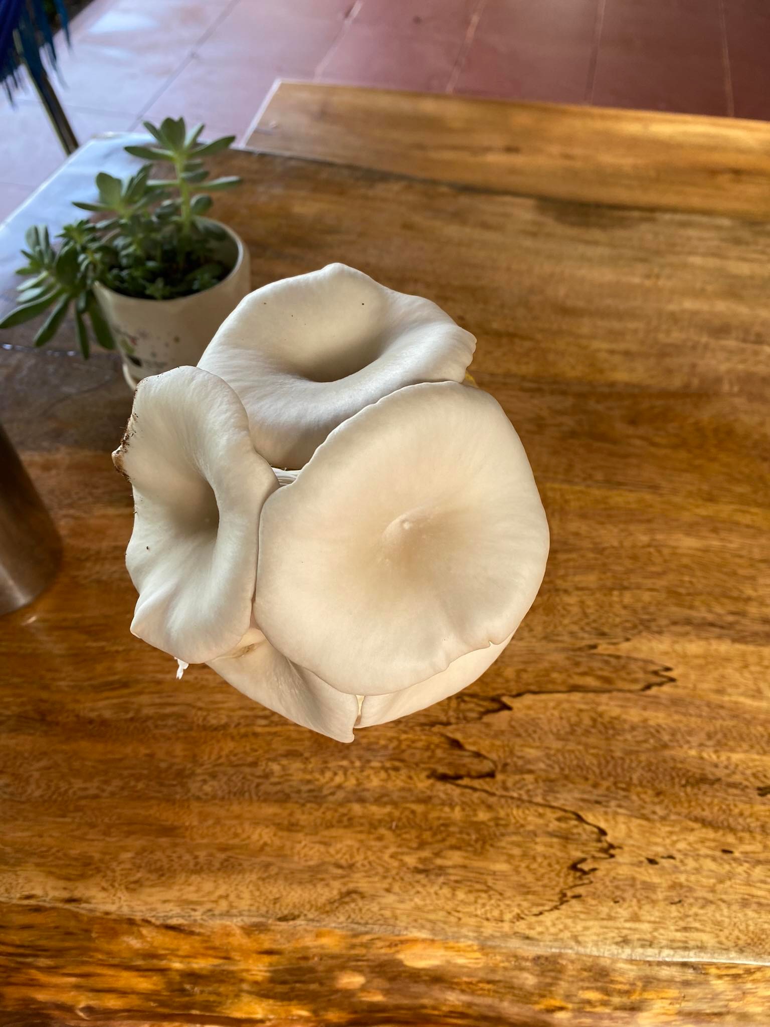 Phôi Nấm Tú Cầu