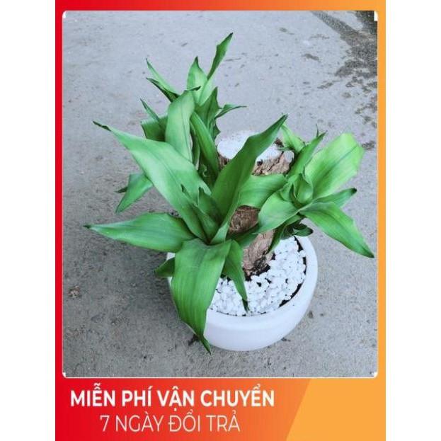 Chậu Cây Phát Tài