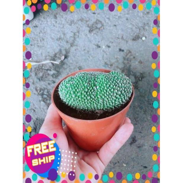 Xương Rồng Bụi