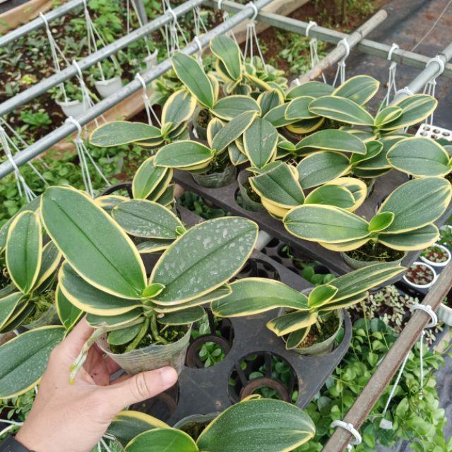 Chậu hoa Lan Hồ Điệp lá biên size cây giống chờ hoa