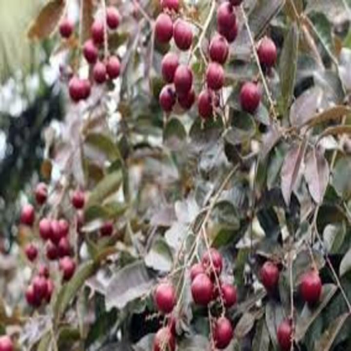CÂY GIỐNG NHÃN TÍM SIÊU QUẢ SIÊU KINH TẾ