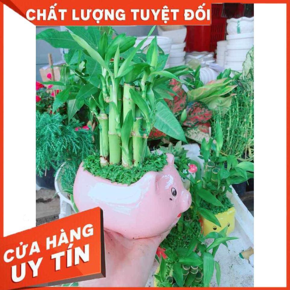 Chậu trúc phát tài  Nhiều Người Mua