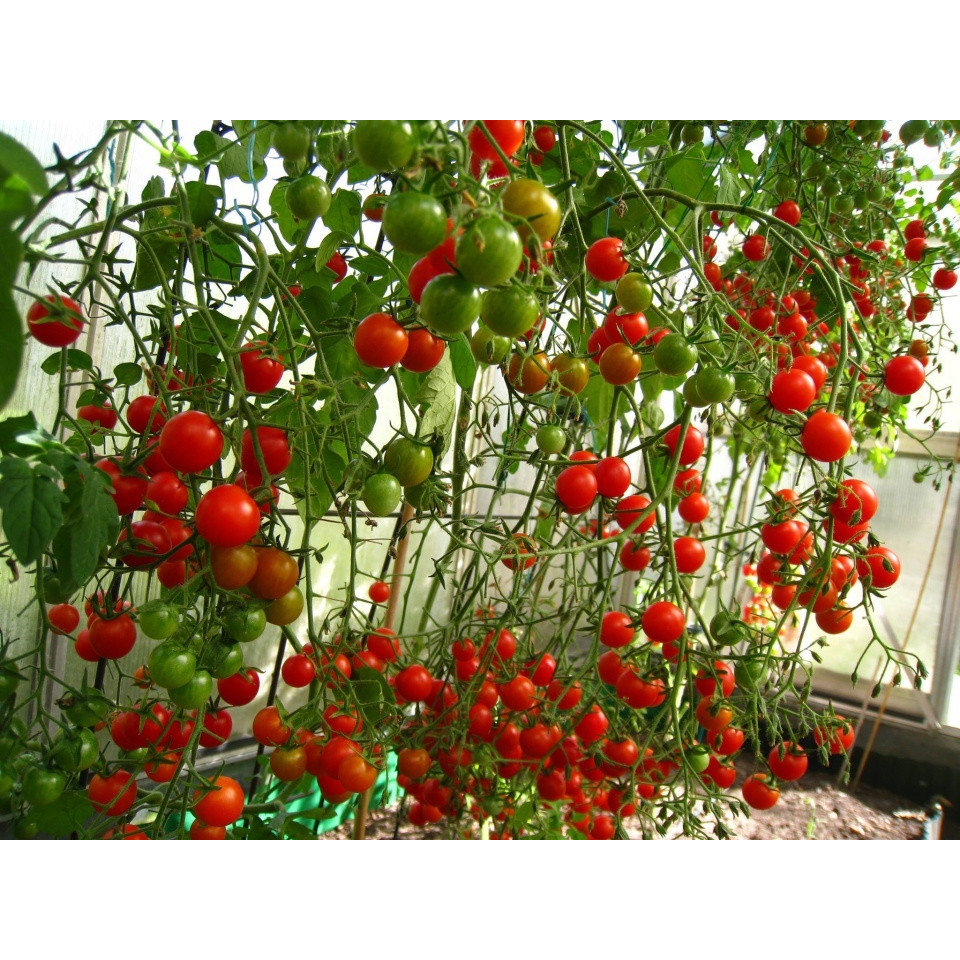 Hạt giống Cà Chua Bạch Tuột Tăng Trưởng Tốt Và Cho Quả Liên Tục Cho Đến Hết Quá Trình Sinh Trưởng - Nông Sản Vàng