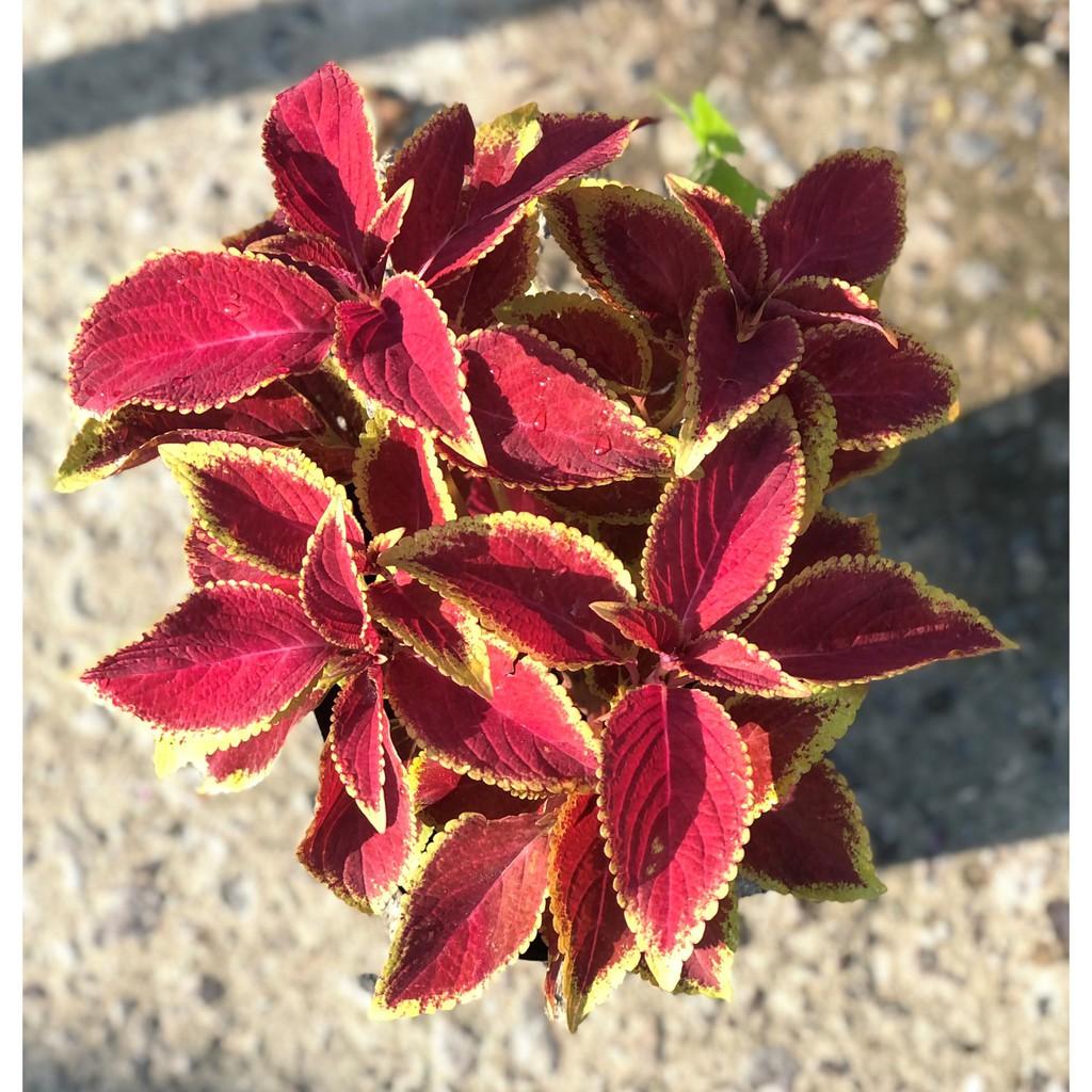 Chậu cây lá Nhung