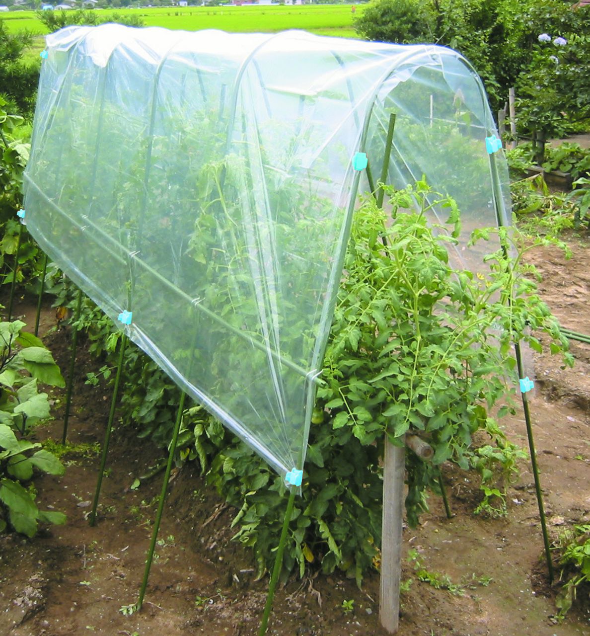 MÀNG NYLON PHỦ TRỒNG RAU ĂN LÁ 2.0*10M