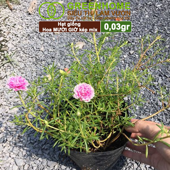Hạt Giống Hoa Mười Giờ Greenhome, Gói 0,03gr, Sai Hoa, Màu Rực Rỡ, Dễ Trồng Quanh Năm, Nảy Mầm H08
