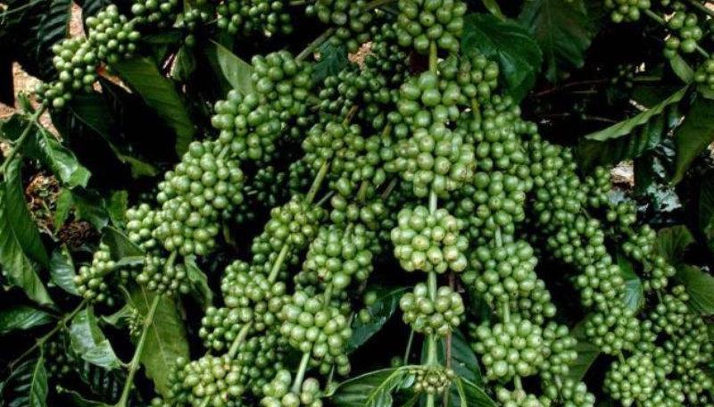 CÂY GIỐNG CÀ PHÊ DÂY THUẬN AN CAO SẢN - BẦU TO .