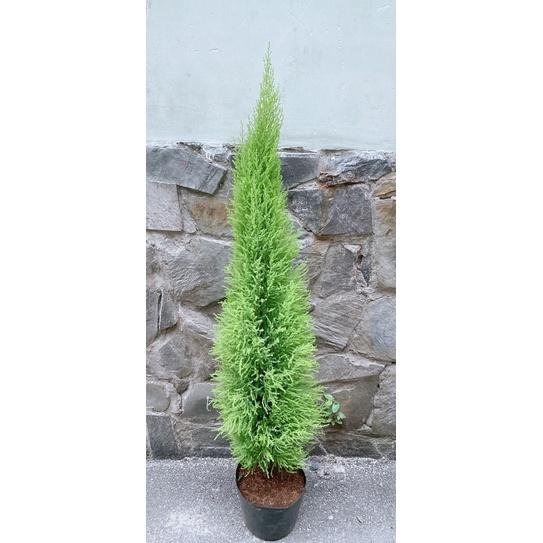 Tùng Thơm Kèm Chậu Sứ Lớn